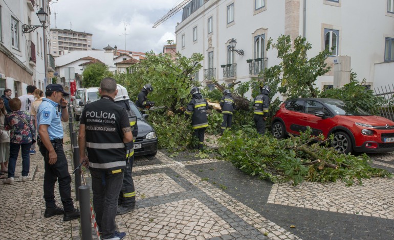 Árvore caiu hoje pelas 11:30 horas