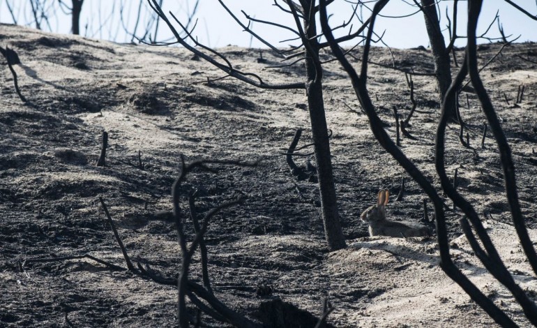 estado-de-alerta-vermelho-para-leiria-devido-ao-calor-e-risco-de-incendio-10646