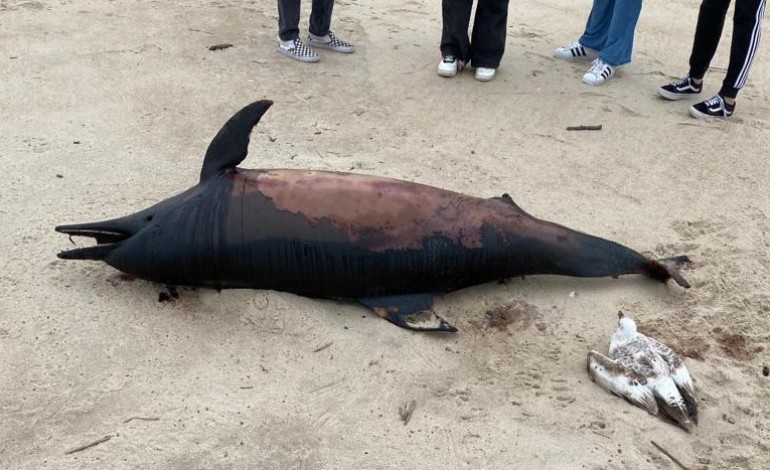 jovens-encontram-golfinho-em-estado-avancado-de-decomposicao-na-praia-da-vieira