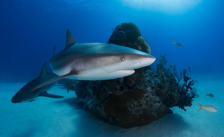 investigador-do-politecnico-em-estudo-publicado-na-nature-sobre-o-impacto-da-pesca-nos-tubaroes