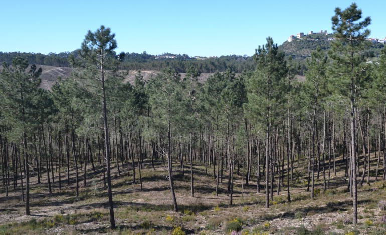 pinhal-do-rei-em-ourem-esta-ser-cortado-e-parte-tera-parque-solar