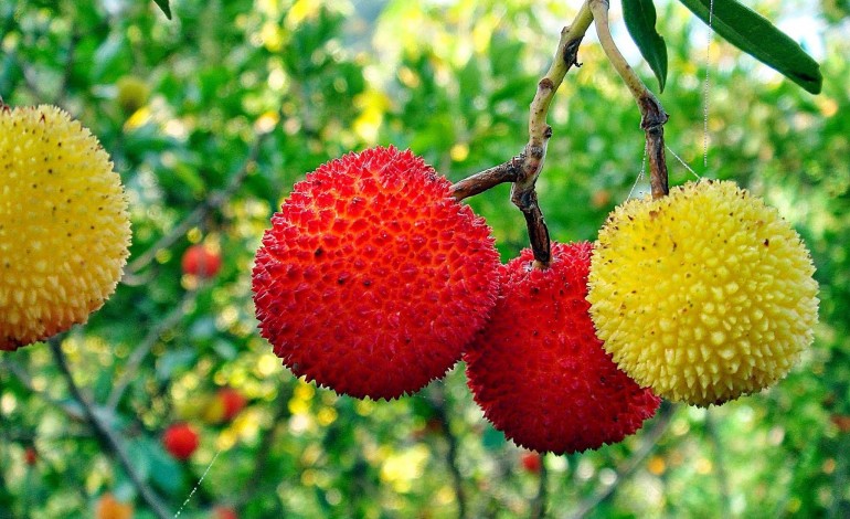 frutos-autoctones-deixam-o-bosque-e-ganham-espaco-na-cozinha