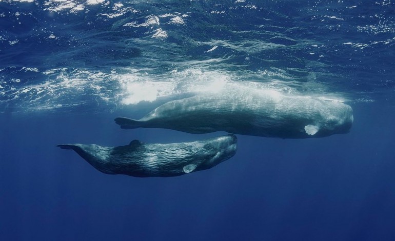 escola-superior-de-turismo-e-do-mar-fala-sobre-o-planeta-e-os-oceanos-com-a-exposicao-mae-nossa