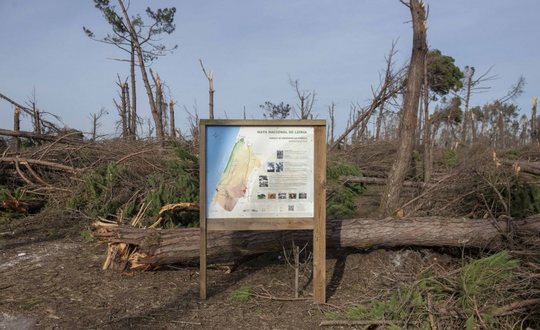 Muito do que não ardeu em 2017 tombou em 2026