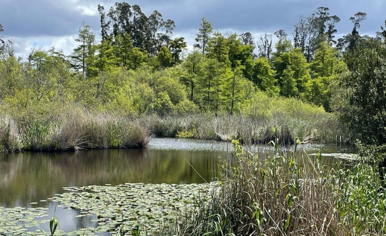 plantio-de-especies-autoctones-e-remocao-de-plantas-invasoras-nas-lagoas-da-mata-do-urso