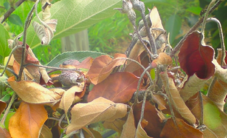 inovacao-contra-o-fogo-bacteriano-no-oeste-a-debate