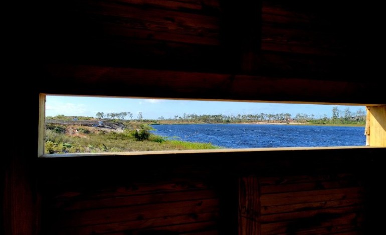 Árvores da Lagoa da Ervedeira precisam da sua ajuda para sobreviverem ao calor