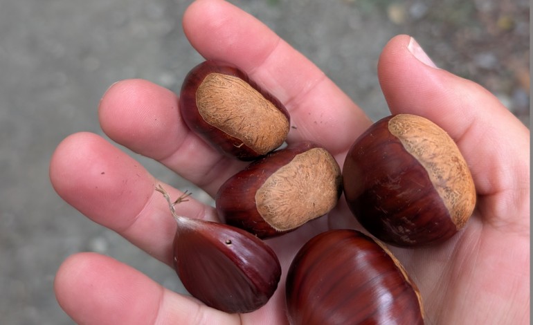 tres-toneladas-de-castanhas-animam-o-bodo-em-vermoil
