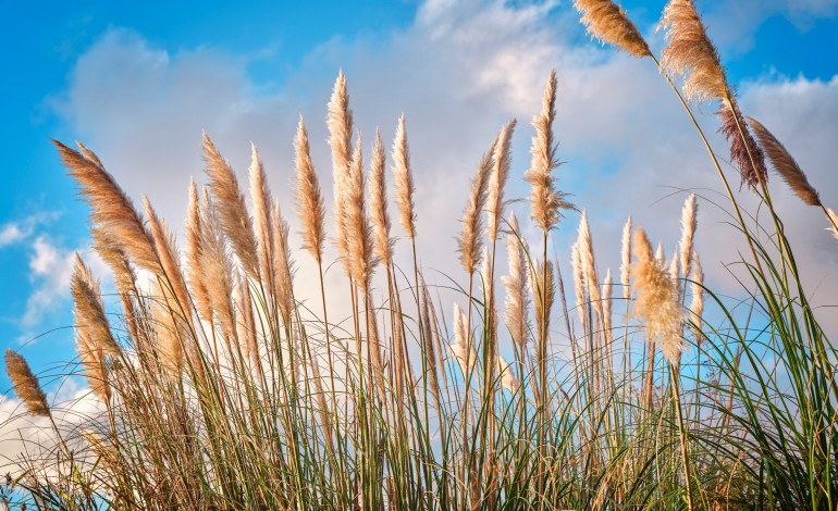 provocam-problemas-respiratorios-alergias-e-as-folhas-cortam-accao-contra-a-erva-das-pampas-em-obidos