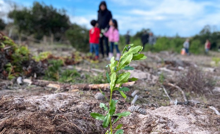 Voluntários aproveitaram a época mais propícia do ano para proceder à plantação de árvores