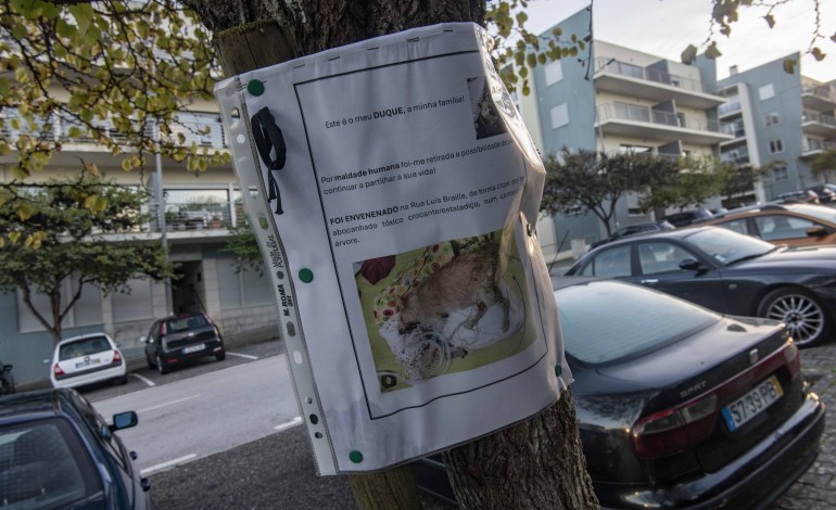 morte-de-caes-por-envenenamento-choca-moradores-em-leiria