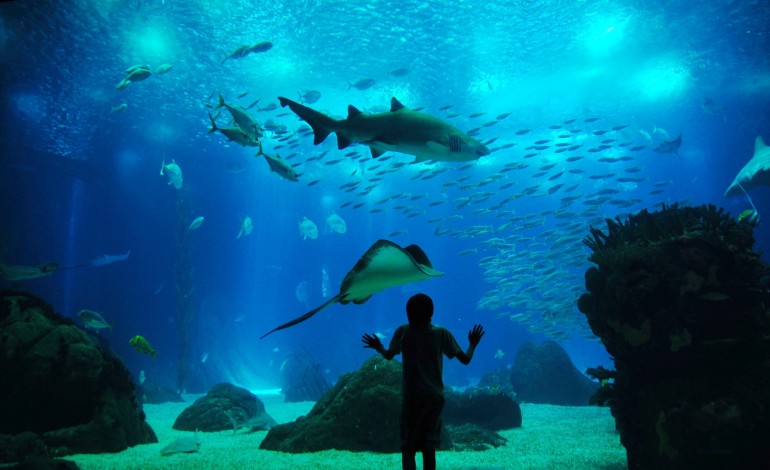 vaivem-do-oceanario-aterra-esta-segunda-feira-em-porto-de-mos