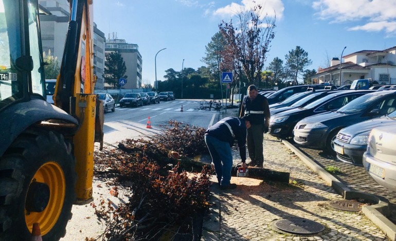 corte-de-arvores-no-bairro-dos-capuchos-em-leiria-9513