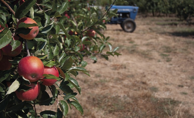 producao-de-maca-de-alcobaca-sofre-quebra-inedita-e-ha-menos-pera-rocha