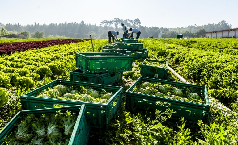 distribuicao-aproveita-fragilidade-da-producao-para-aumentar-margens