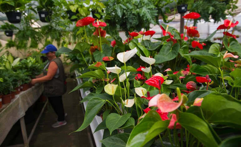 viveiros-de-plantas-falta-mao-de-obra-mas-negocio-floresce-na-nossa-regiao