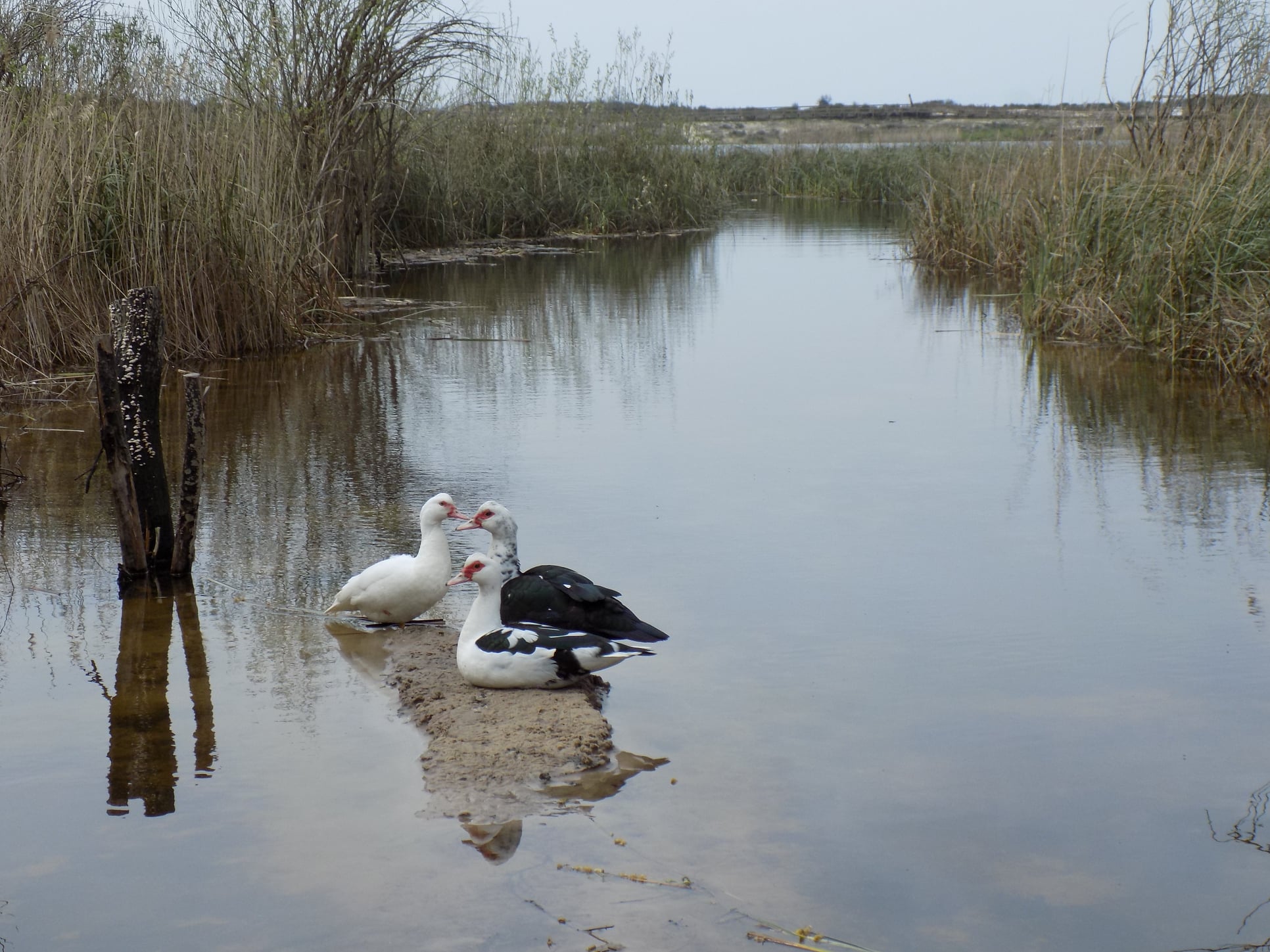 Lagoa da Ervedeira (Concelho de Leiria) Março de 2021