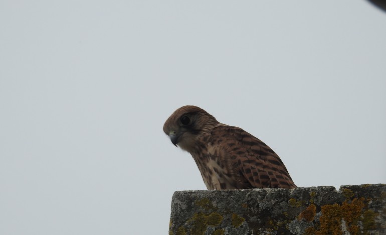 ha-falcoes-a-viver-sob-a-varanda-do-castelo-de-leiria