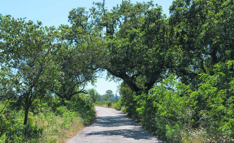 limpeza-de-terrenos-obrigatoria-ate-30-de-abril