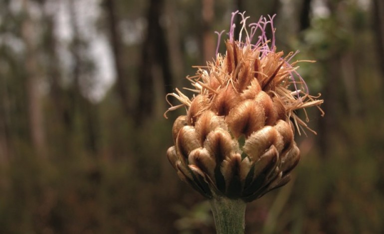 eucaliptos-ameacam-planta-rara-que-sobrevive-no-azabucho