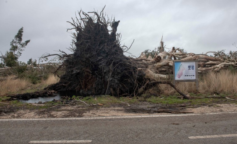 O "Eucalitpo do Tremelgo" que tinha 53 metros de altura