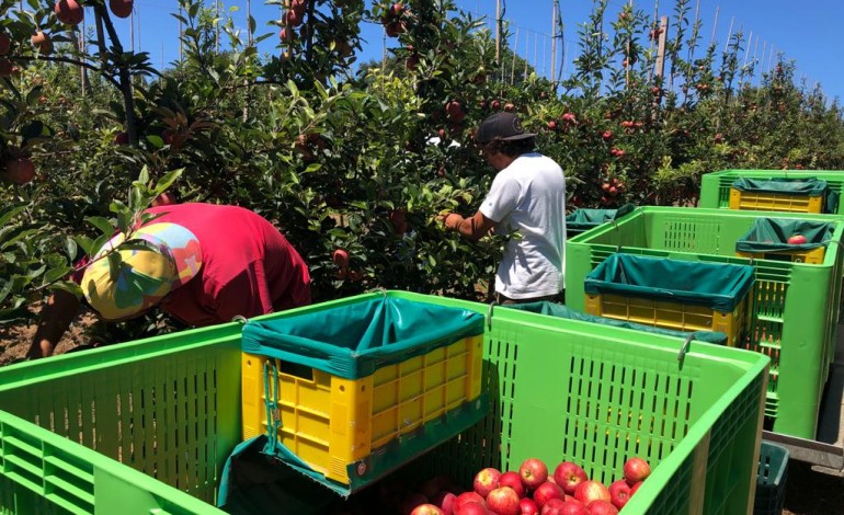 cerca-de-60-mil-toneladas-de-maca-de-alcobaca-serao-colhidas-nos-proximos-dois-meses