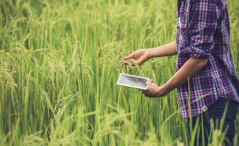 portugal-lidera-no-consumo-de-arroz-mas-sufoca-na-sua-producao