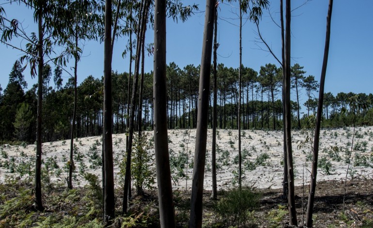 plano-preve-mais-eucaliptos-para-a-floresta-da-regiao-9229