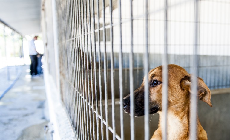 cresce-o-numero-de-animais-abandonados-no-verao-e-pedidos-de-ajuda-as-associacoes