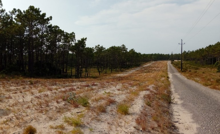 Descoberta inédita no concelho de Pombal