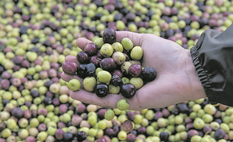 hotelaria-e-azeite-unem-se-em-fatima-para-criar-oferta-turistica