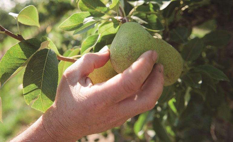 exportacoes-de-frutas-legumes-e-flores-ultrapassam-12-mil-milhoes-de-euros