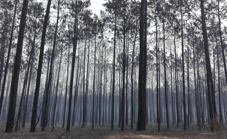 dos-31-mortos-confirmados-ate-agora-nos-incendios-de-ontem-e-hoje-nenhum-se-verificou-na-regiao-de-leiria-7351