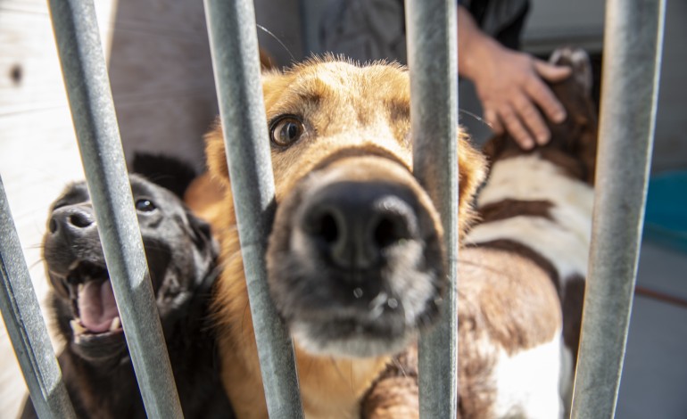 nazare-requalifica-e-amplia-centro-de-recolha-oficial-de-animais