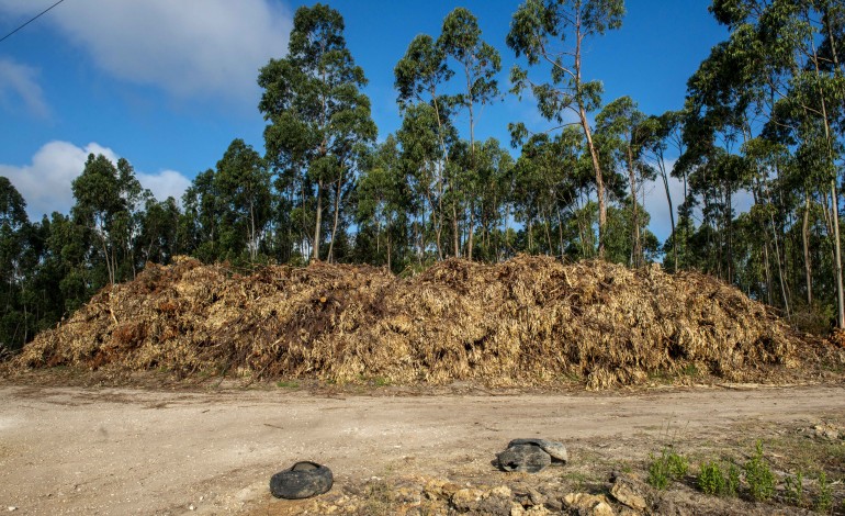 meirinhas-vai-criar-espaco-para-receber-sobrantes-florestais-e-agricolas