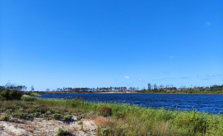 Árvores da Lagoa da Ervedeira precisam da sua ajuda para sobreviverem ao calor