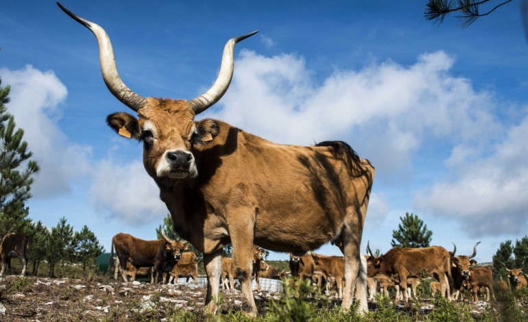 depois-das-cabras-serro-ventoso-aposta-nas-vacas-sapadoras-10701