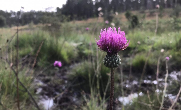 Algumas das espécies de flora existentes na Charneca representam as maiores populações conhecidas mundialmente