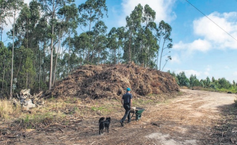 Dois casos flagrantes no concelho de Leiria, na freguesia dos Parceiros e na estrada que liga Monte Redondo ao Coimbrão