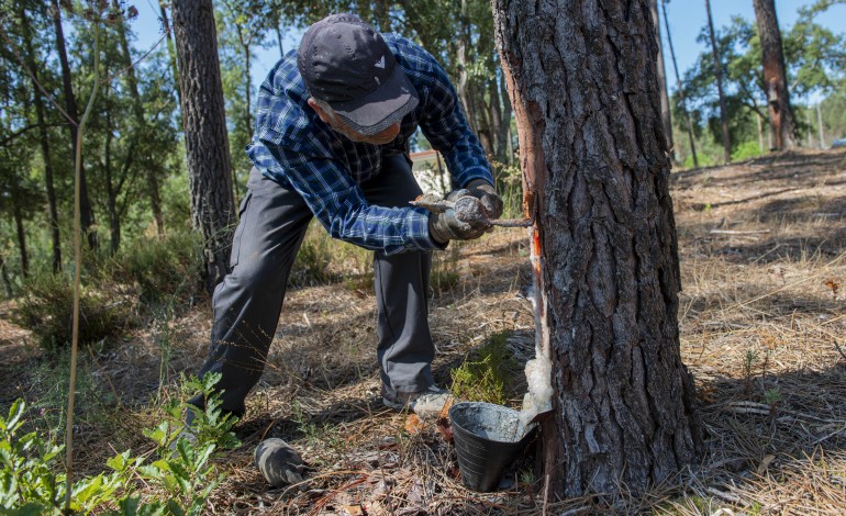 rn21-o-consorcio-que-quer-valorizar-a-fileira-da-resina-natural-em-portugal