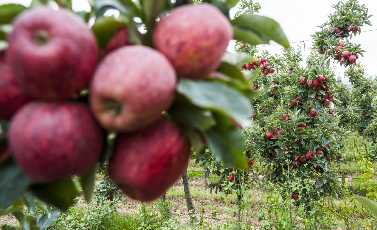 exportacoes-de-frutas-legumes-e-flores-valem-mais-de-80-milhoes-de-euros-ao-distrito-de-leiria