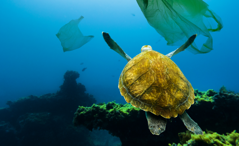 lixo-marinho-de-peniche-vai-alimentar-industrias-de-plastico